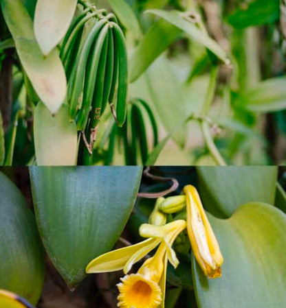 Bees Plant Hub Vanilla Planifolia / Vanila Spice Plant