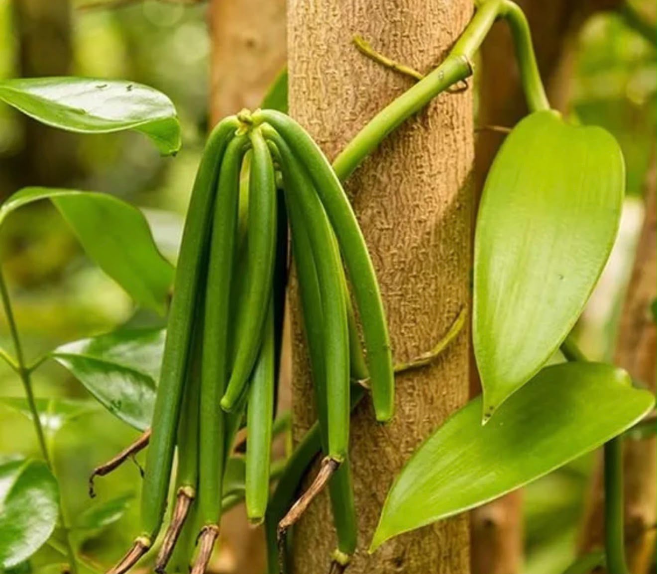 Bees Plant Hub Vanilla Planifolia / Vanila Spice Plant