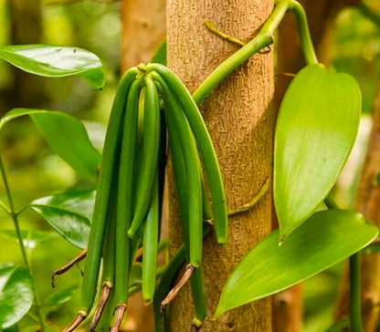 Bees Plant Hub Vanilla Planifolia / Vanila Spice Plant