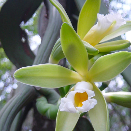Bees Plant Hub Vanilla Planifolia / Vanila Spice Plant