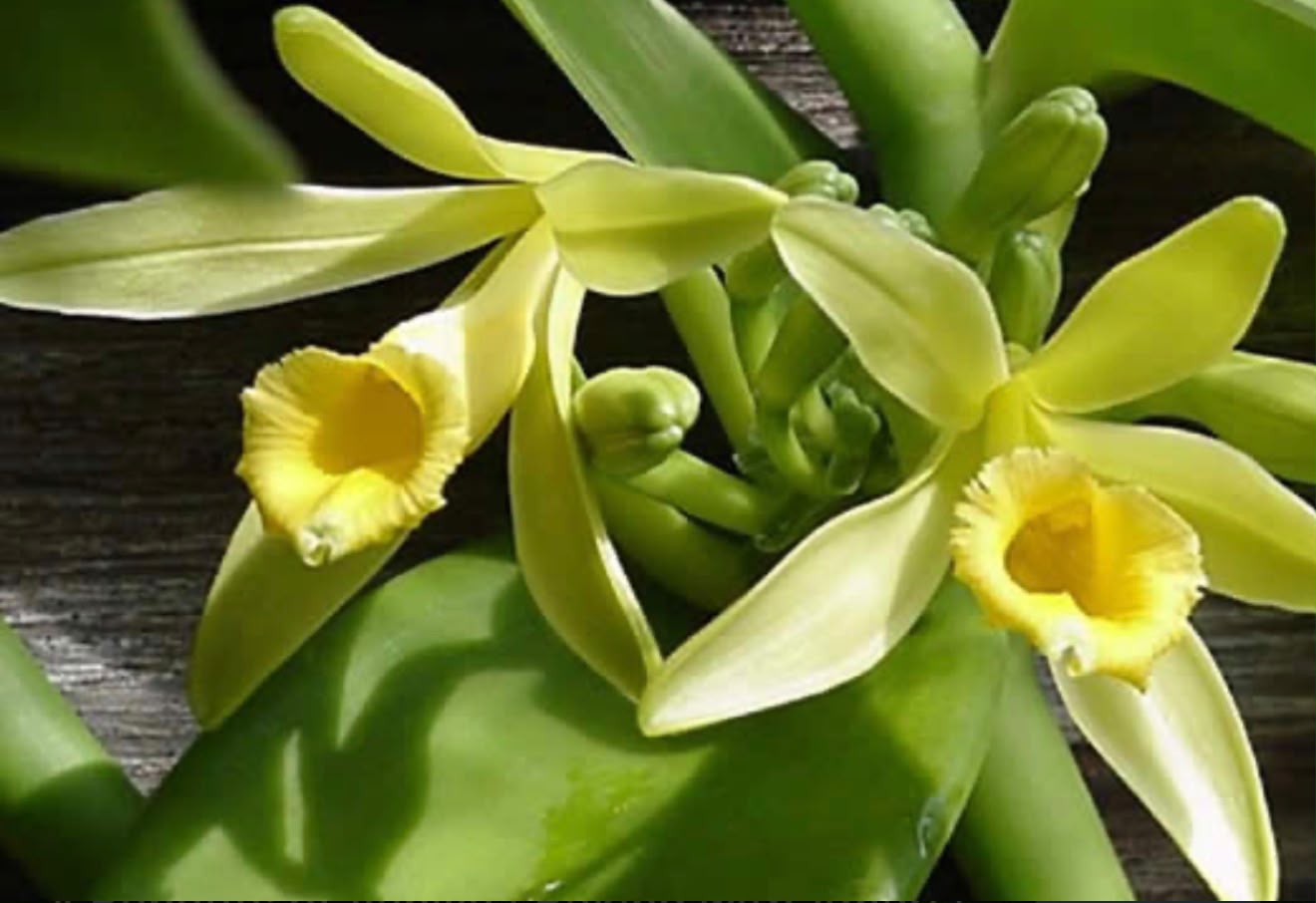 Bees Plant Hub Vanilla Planifolia / Vanila Spice Plant