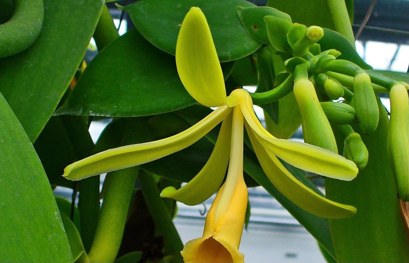 Bees Plant Hub Vanilla Planifolia / Vanila Spice Plant