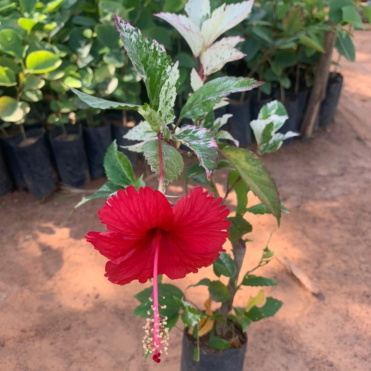 Bees Plant Hub Variegated Hibiscus with Red Flowering Live Plant
