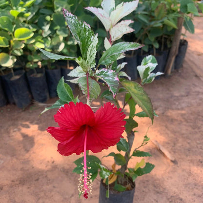 Bees Plant Hub Variegated Hibiscus with Red Flowering Live Plant