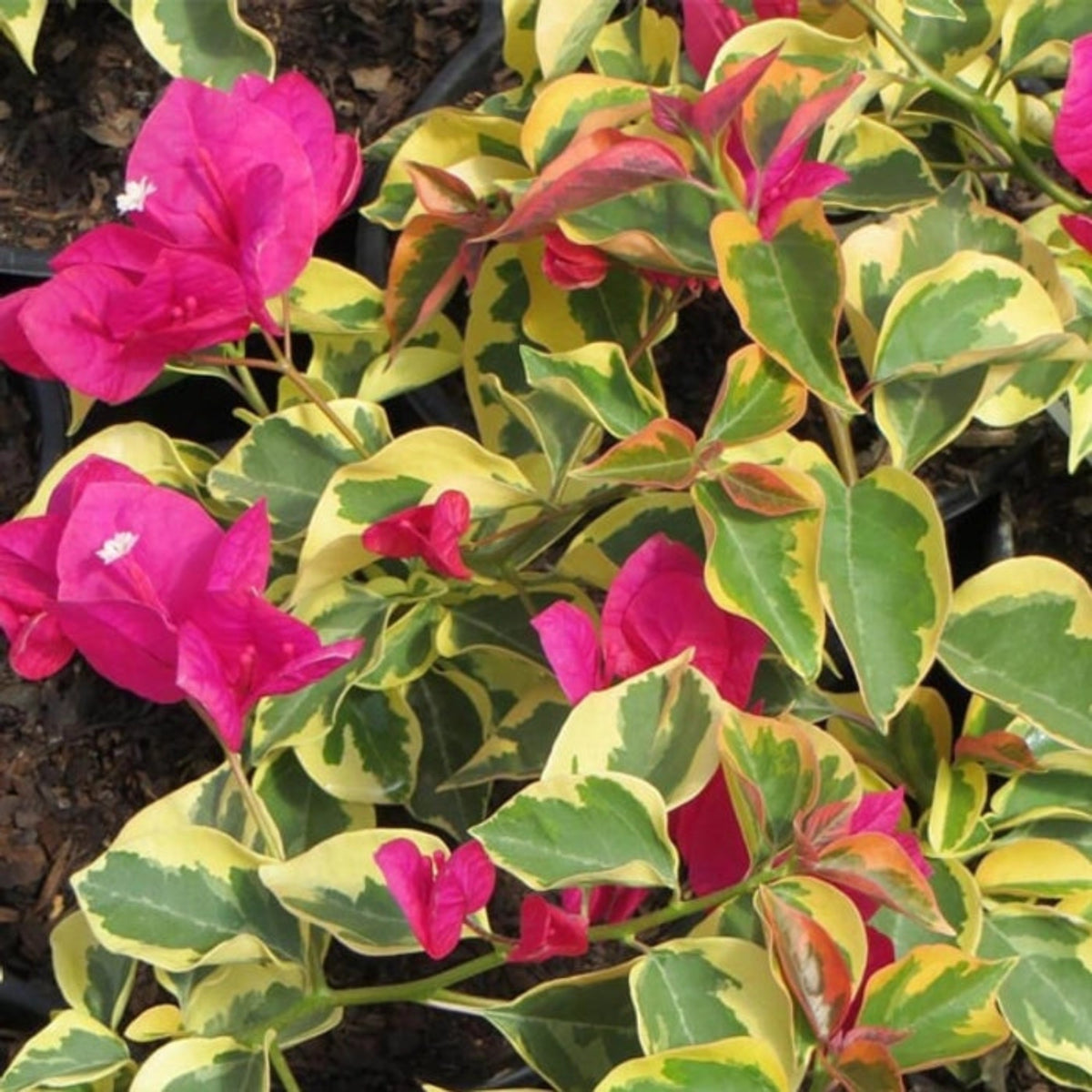 Bees Plant Hub Bougainvillea Pink (Paper Flower) Variegated Leaves Flowering Live Plant
