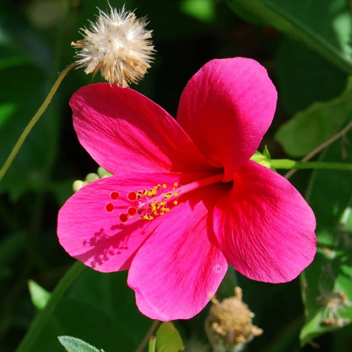 Bees Plant Hub Viceroy Hibiscus Pink All Time Flowering Live Plant
