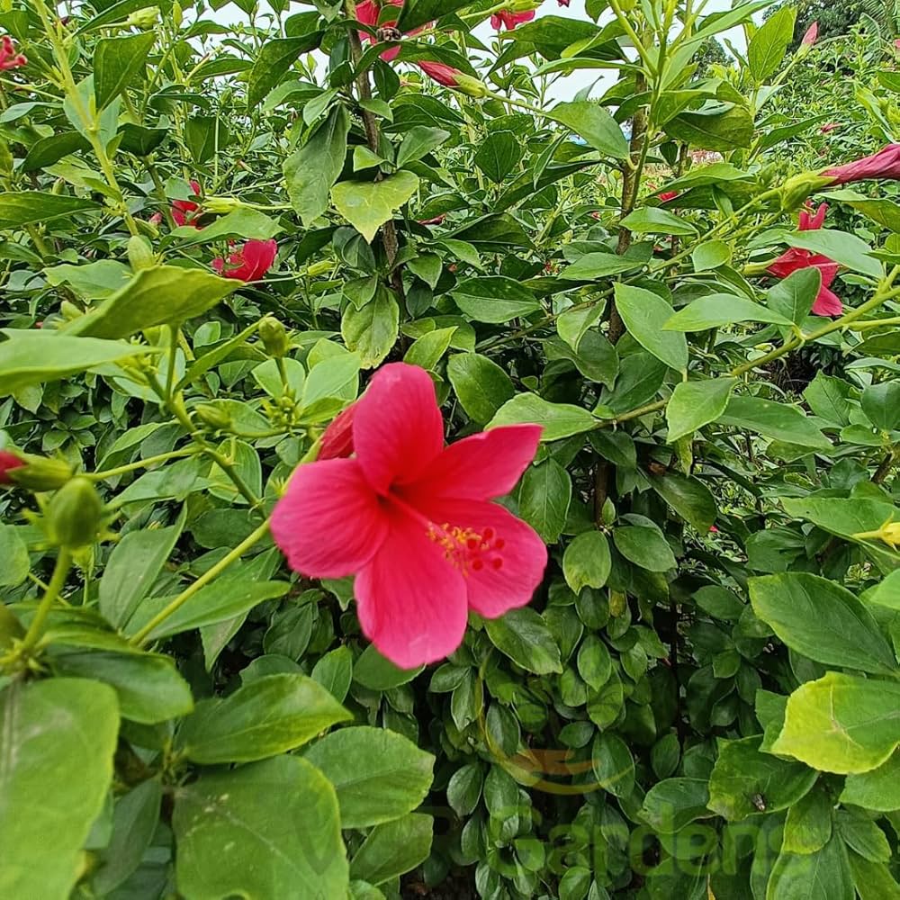 Bees Plant Hub Viceroy Hibiscus Pink All Time Flowering Live Plant