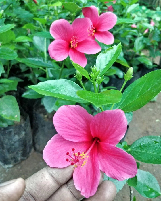 Bees Plant Hub Viceroy Hibiscus Pink All Time Flowering Live Plant