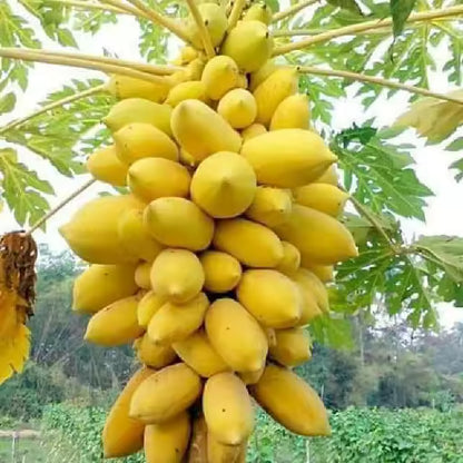 Bees Plant Hub Vietnam Yellow Papaya Fruit Live Plant