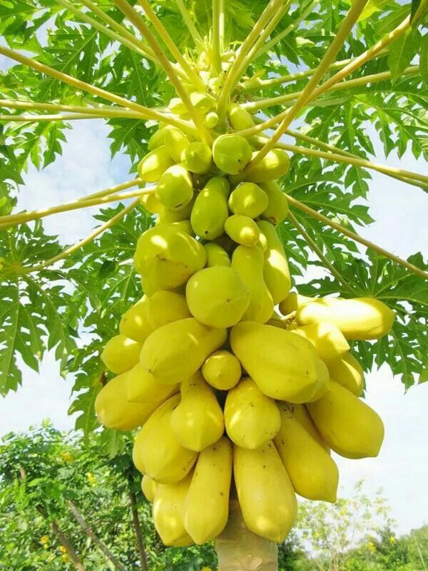 Bees Plant Hub Vietnam Yellow Papaya Fruit Live Plant