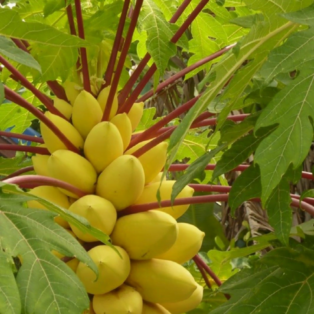 Bees Plant Hub Vietnam Yellow Papaya Fruit Live Plant
