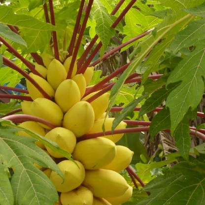 Bees Plant Hub Vietnam Yellow Papaya Fruit Live Plant