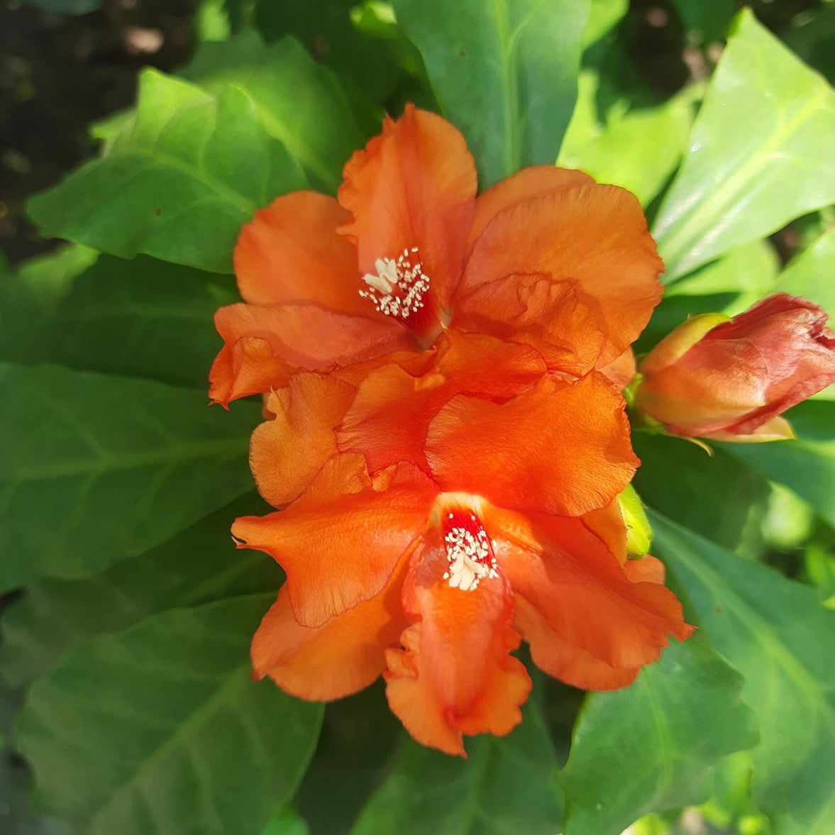 Bees Plant Hub Wax Rose Orange (Leuenbergeria bleo) Rare Flowering Live Plant