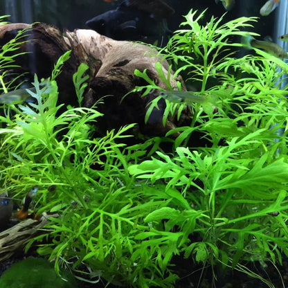 Bees Plant Hub Water Wisteria (Hygrophila difformisa) Aquarium Live Plant