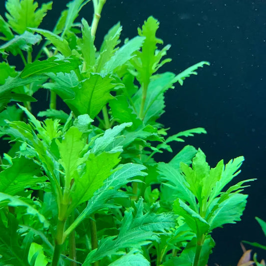 Bees Plant Hub Water Wisteria (Hygrophila difformisa) Aquarium Live Plant