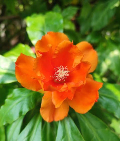 Bees Plant Hub Wax Rose Orange (Leuenbergeria bleo) Rare Flowering Live Plant