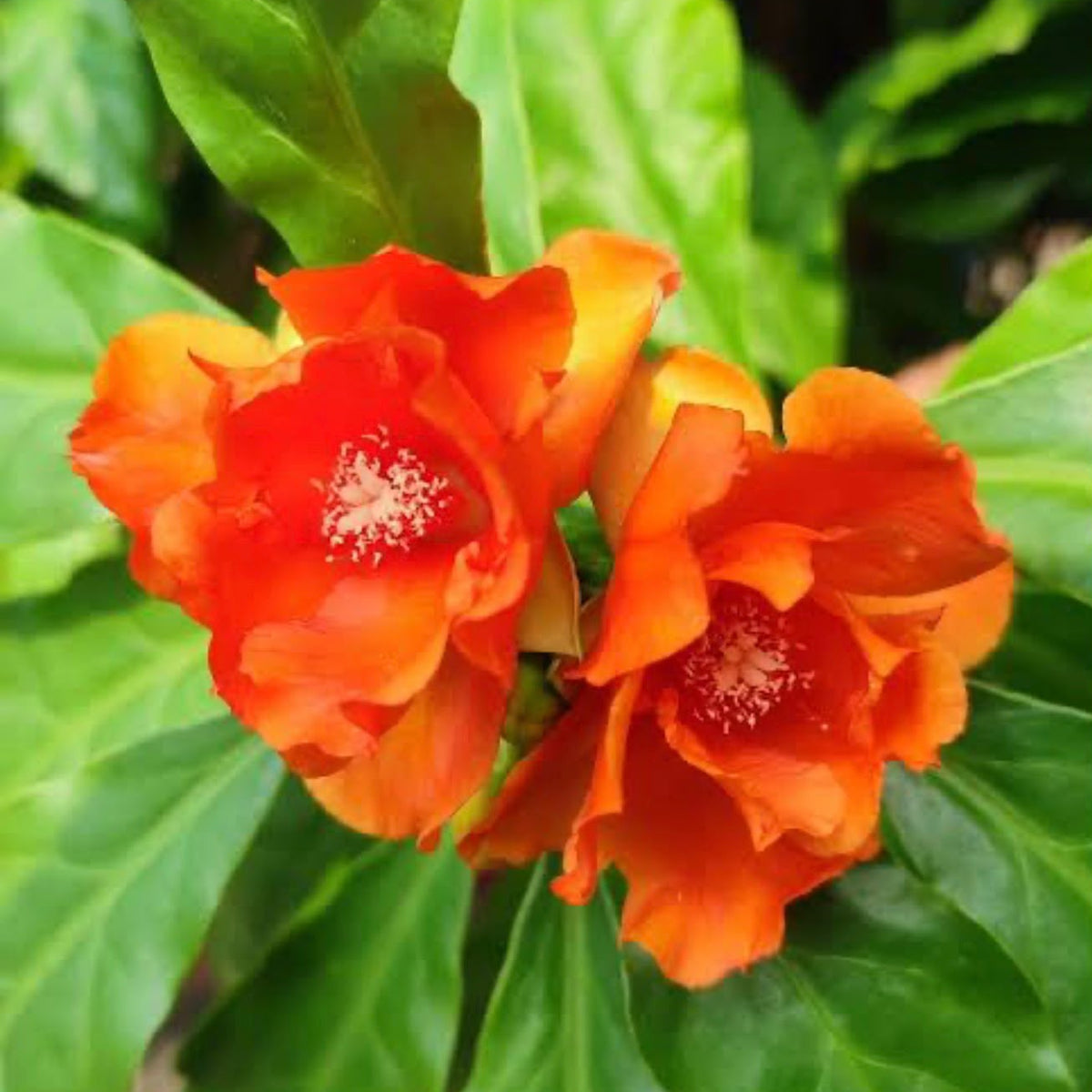 Bees Plant Hub Wax Rose Orange (Leuenbergeria bleo) Rare Flowering Live Plant