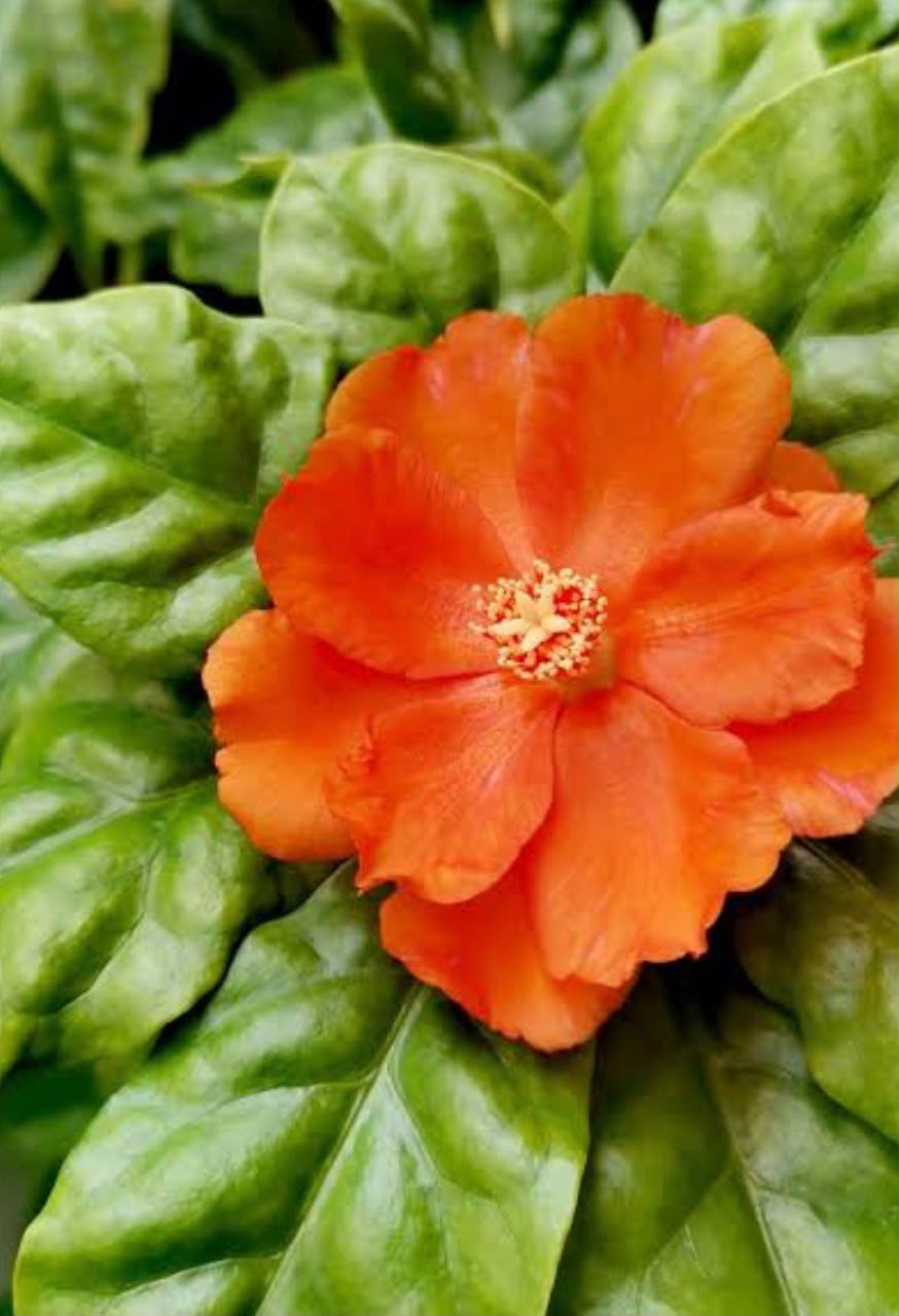 Bees Plant Hub Wax Rose Orange (Leuenbergeria bleo) Rare Flowering Live Plant