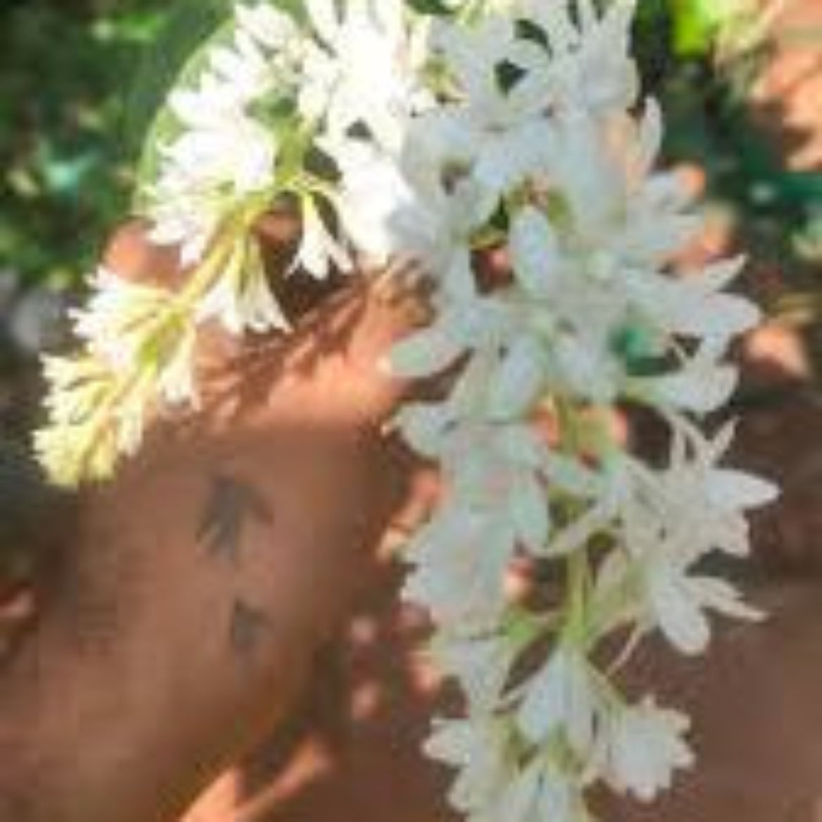 Bees Plant Hub Bush White Petrea Sandpaper Rare Flowering Live Plant