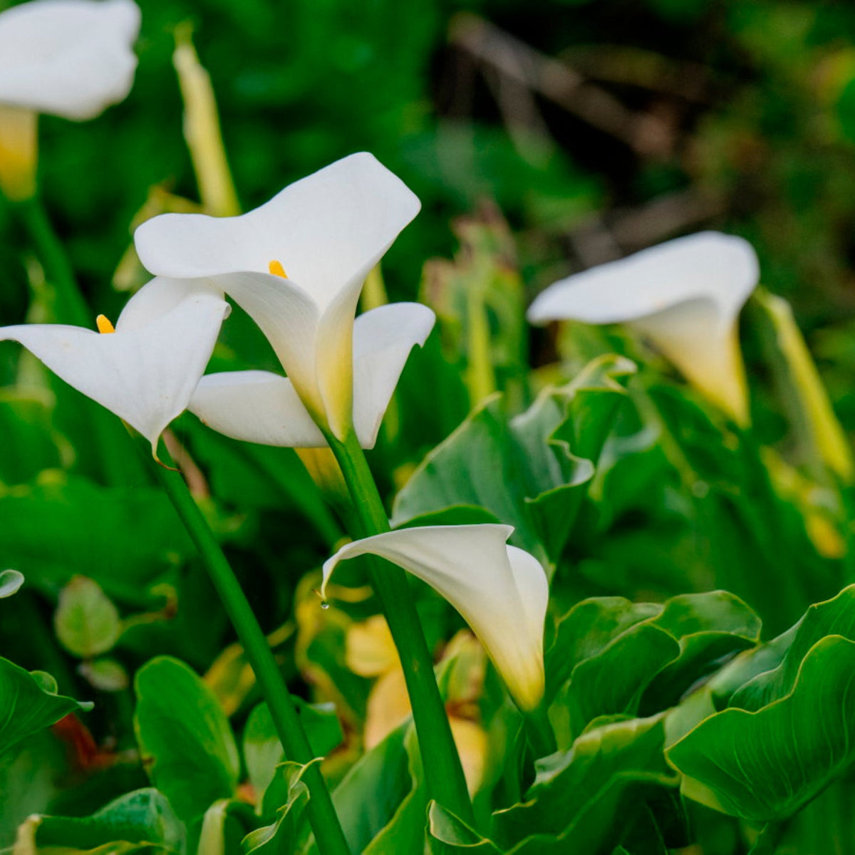 Bees Plant Hub White Calla Lily (Zantedeschia aethiopica) Flowering Live Plant