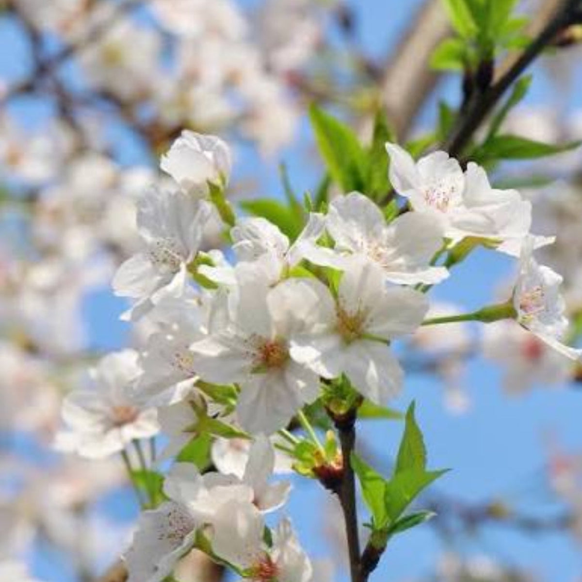 Bees Plant Hub White Cherry Blossom (Prunus 'Taihaku') Rare Live Plant