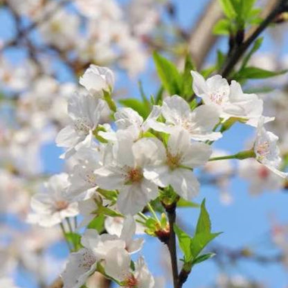 Bees Plant Hub White Cherry Blossom (Prunus 'Taihaku') Rare Live Plant