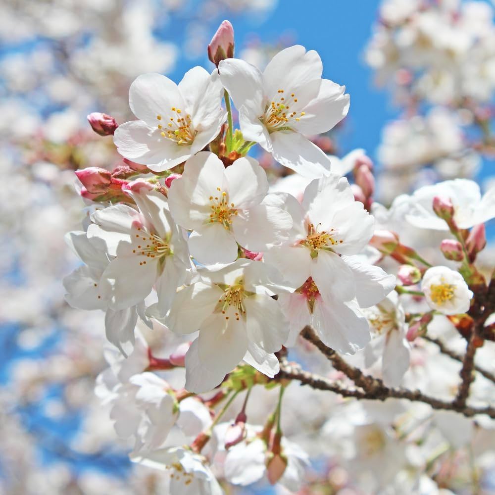 Bees Plant Hub White Cherry Blossom (Prunus 'Taihaku') Rare Live Plant