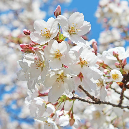 Bees Plant Hub White Cherry Blossom (Prunus 'Taihaku') Rare Live Plant