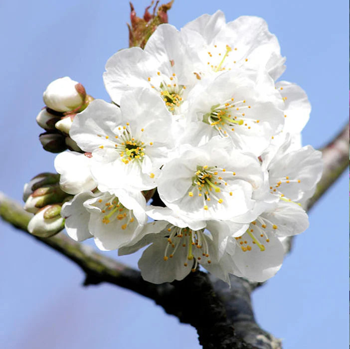 Bees Plant Hub White Cherry Blossom (Prunus 'Taihaku') Rare Live Plant