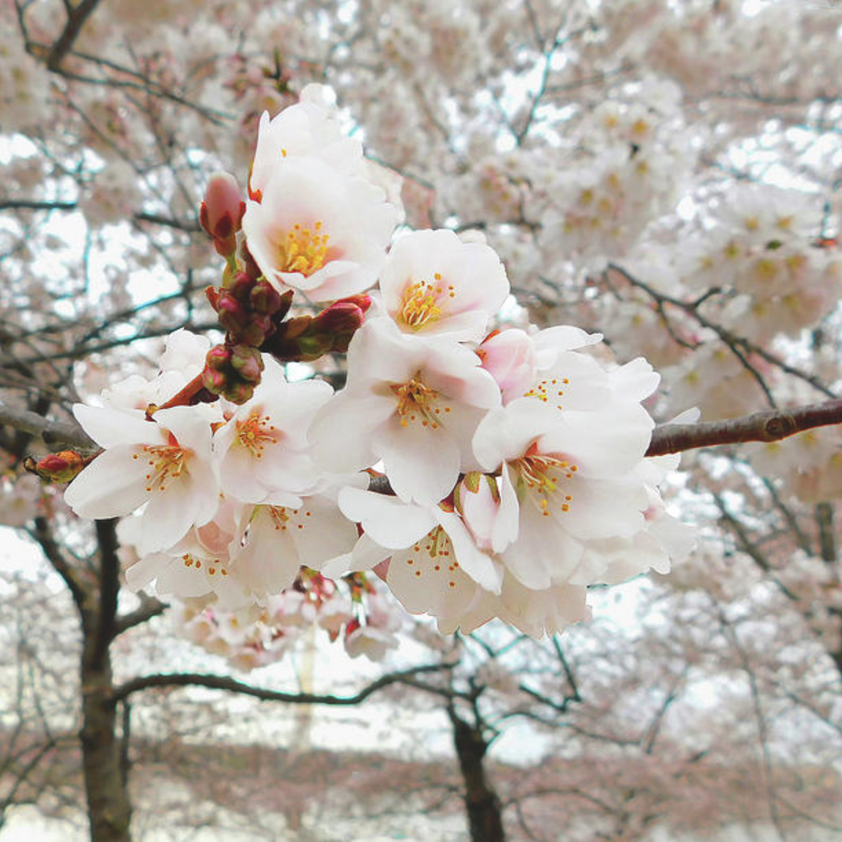 Bees Plant Hub White Cherry Blossom (Prunus 'Taihaku') Rare Live Plant