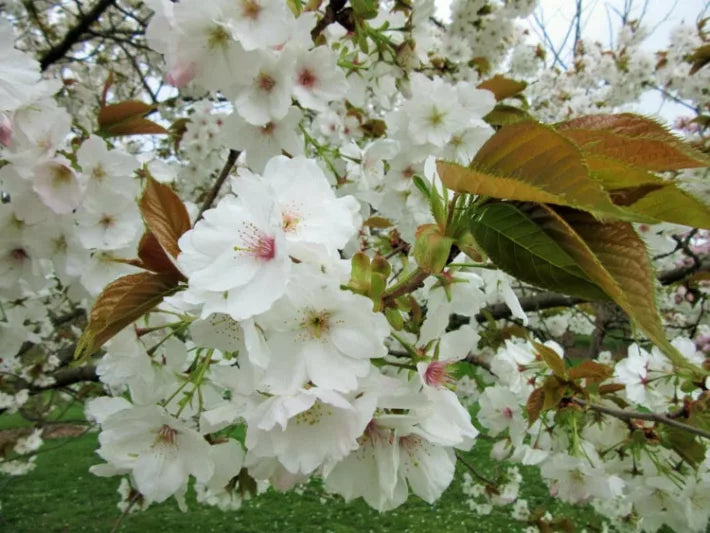 Bees Plant Hub White Cherry Blossom (Prunus 'Taihaku') Rare Live Plant