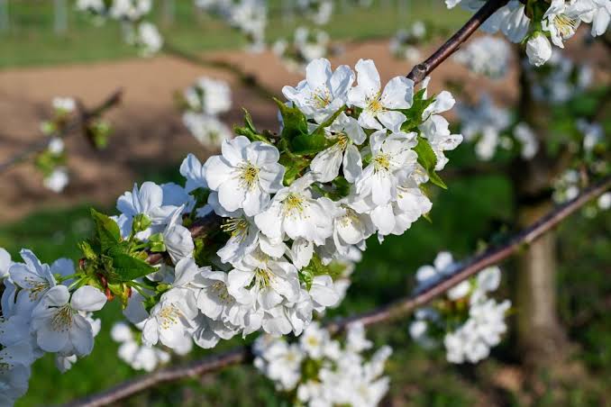 Bees Plant Hub White Cherry Blossom (Prunus 'Taihaku') Rare Live Plant