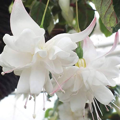 Bees Plant Hub Fuchsia White (Fuchsia magellanica) Rare All Time Flowering Live Plant