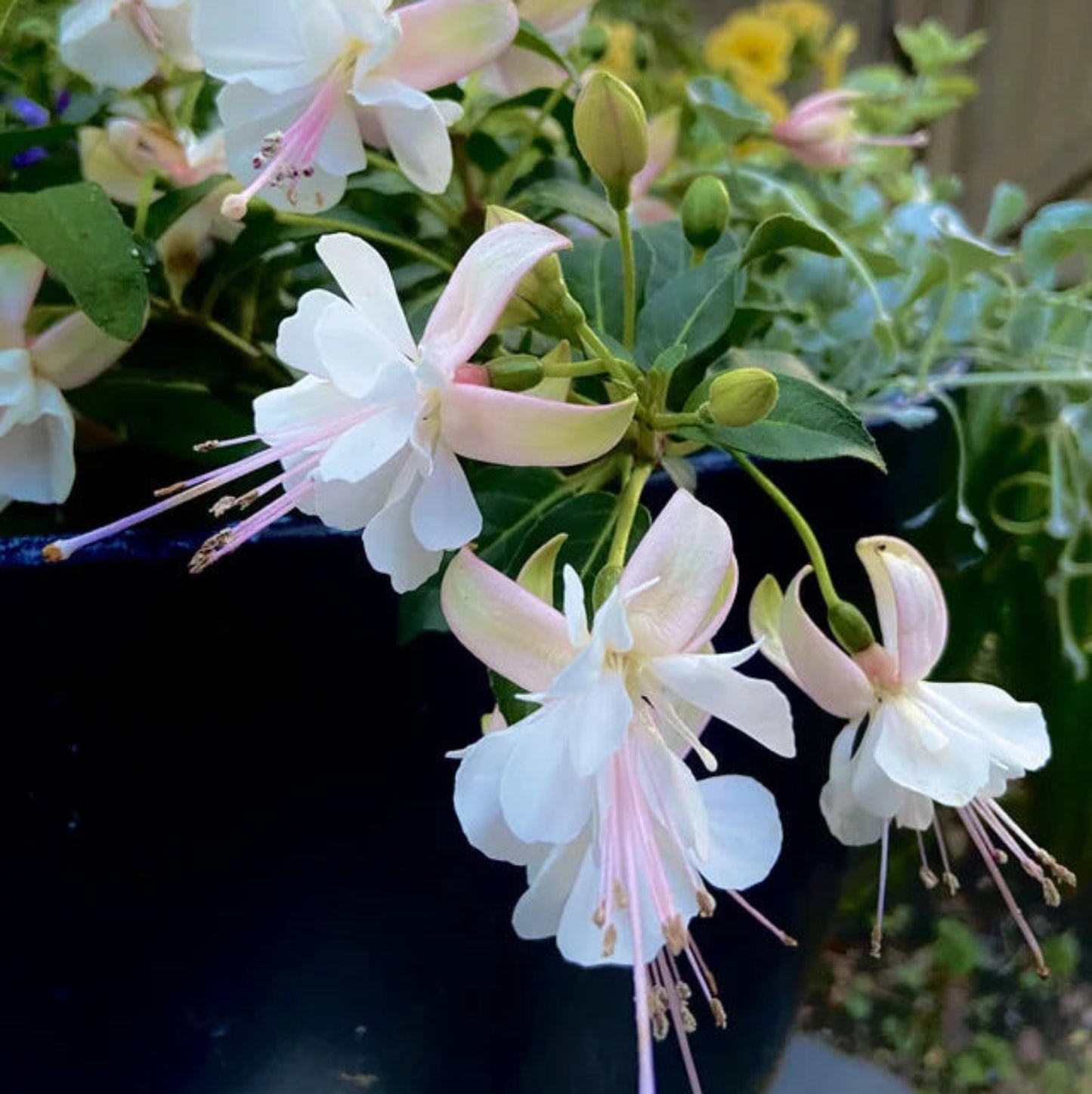 Bees Plant Hub Fuchsia White (Fuchsia magellanica) Rare All Time Flowering Live Plant