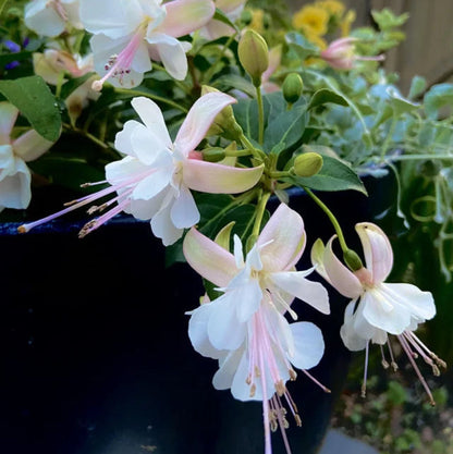 Bees Plant Hub Fuchsia White (Fuchsia magellanica) Rare All Time Flowering Live Plant
