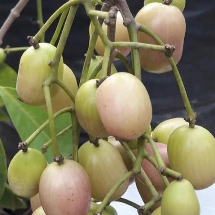 Bees Plant Hub White Jamun (Syzygium cumini) Fruit Live Plant
