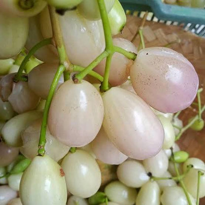 Bees Plant Hub White Jamun (Syzygium cumini) Fruit Live Plant