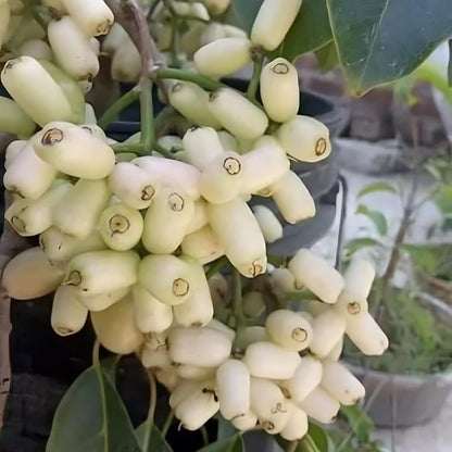 Bees Plant Hub White Jamun (Syzygium cumini) Fruit Live Plant