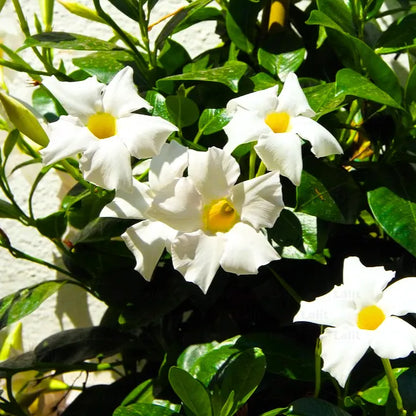 Bees Plant Hub White Mandevilla / Rocktrumpet Flowering Live Plant
