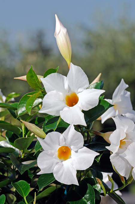 Bees Plant Hub White Mandevilla / Rocktrumpet Flowering Live Plant