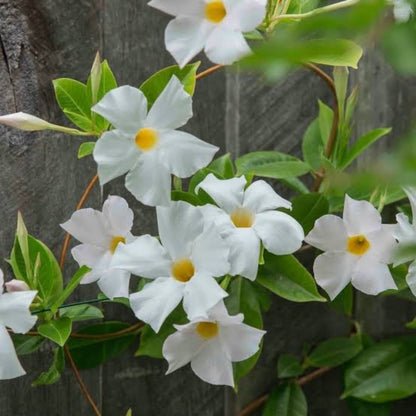 Bees Plant Hub White Mandevilla / Rocktrumpet Flowering Live Plant