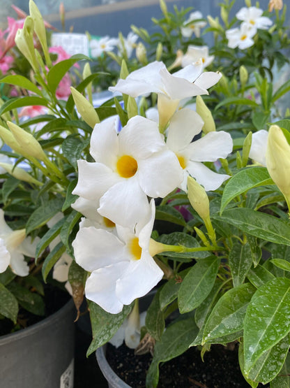 Bees Plant Hub White Mandevilla / Rocktrumpet Flowering Live Plant