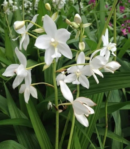 Bees Plant Hub Spathoglottis plicata White Ground Orchid