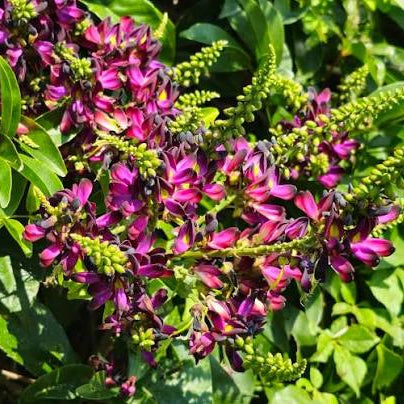 Chinese Evergreen Wisteria / Wisteriopsis reticulata/  Millettia reticulata Live flowering Plant