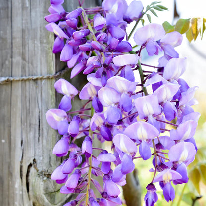 Bees Plant Hub Chinese Wisteria Purple Rare Fragrant Flowering Live Plant