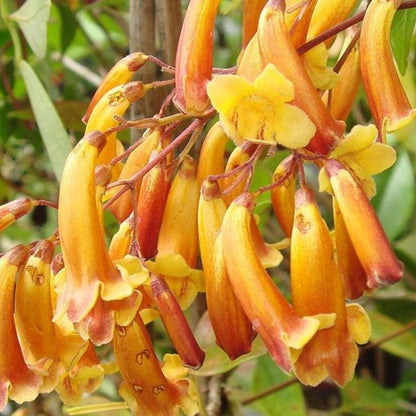 Bees Plant Hub Wonga Wonga Vine / Ruby Belle (Pandorea pandorana) Rare Flowering Creeper Live Plant
