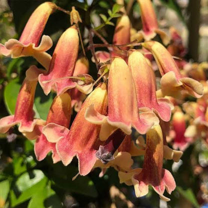 Bees Plant Hub Wonga Wonga Vine / Ruby Belle (Pandorea pandorana) Rare Flowering Creeper Live Plant