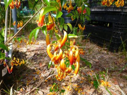 Bees Plant Hub Wonga Wonga Vine / Ruby Belle (Pandorea pandorana) Rare Flowering Creeper Live Plant