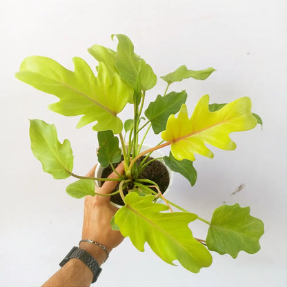 Bees Plant Hub Philodendron Xanadu Gold Indoor / Outdoor Live Plant