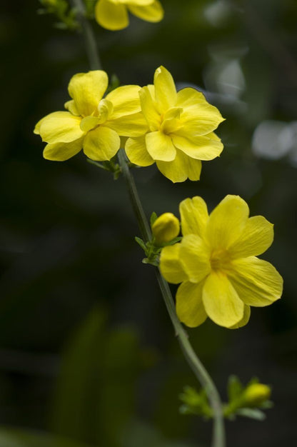 Bees Plant Hub Yellow Jasmine Fragrant Rare Flowering Creeper Live Plant